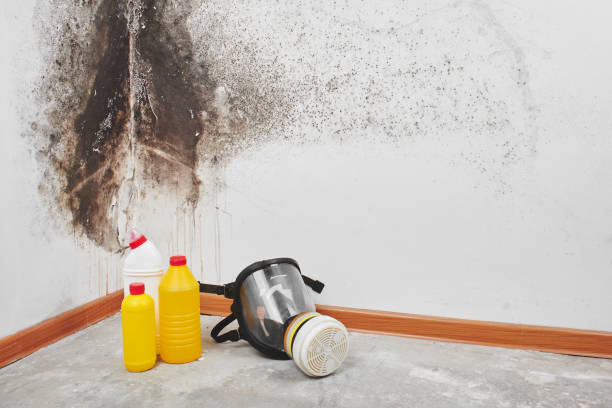 Best Toxic Mold Removal  in Chester, NY