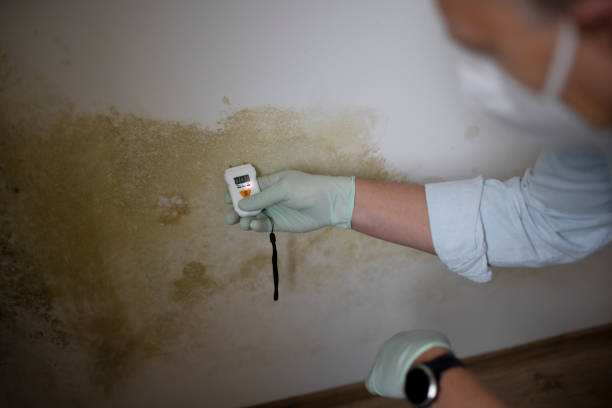 Best Professional Mold Removal  in Chester, NY