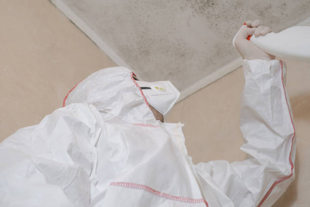 Best Mold Damage Repair  in Chester, NY