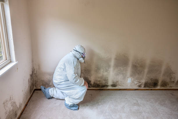 Best Crawl Space Mold Removal  in Chester, NY