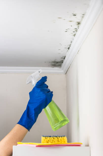 Best Attic Mold Removal  in Chester, NY